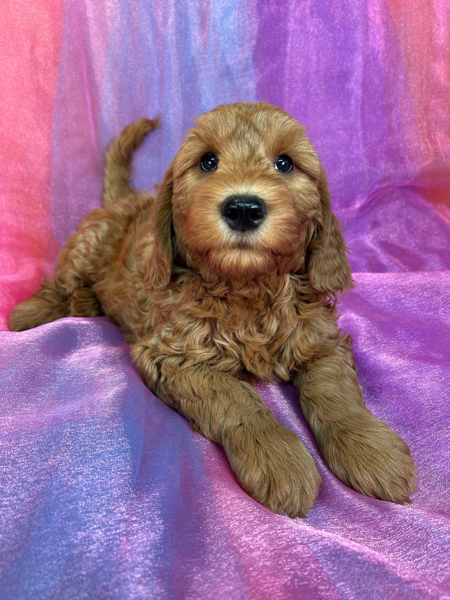 Priced to Move!  Male Mini Goldendoodle Puppy for Sale DOB 10-4-2024 $750